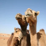 Camels-portrait - Rub Alkhali Desert Tourism L.L.C camels in liwa