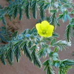 Tribilus - Rub Alkhali Desert Tourism L.L.C Tribilus