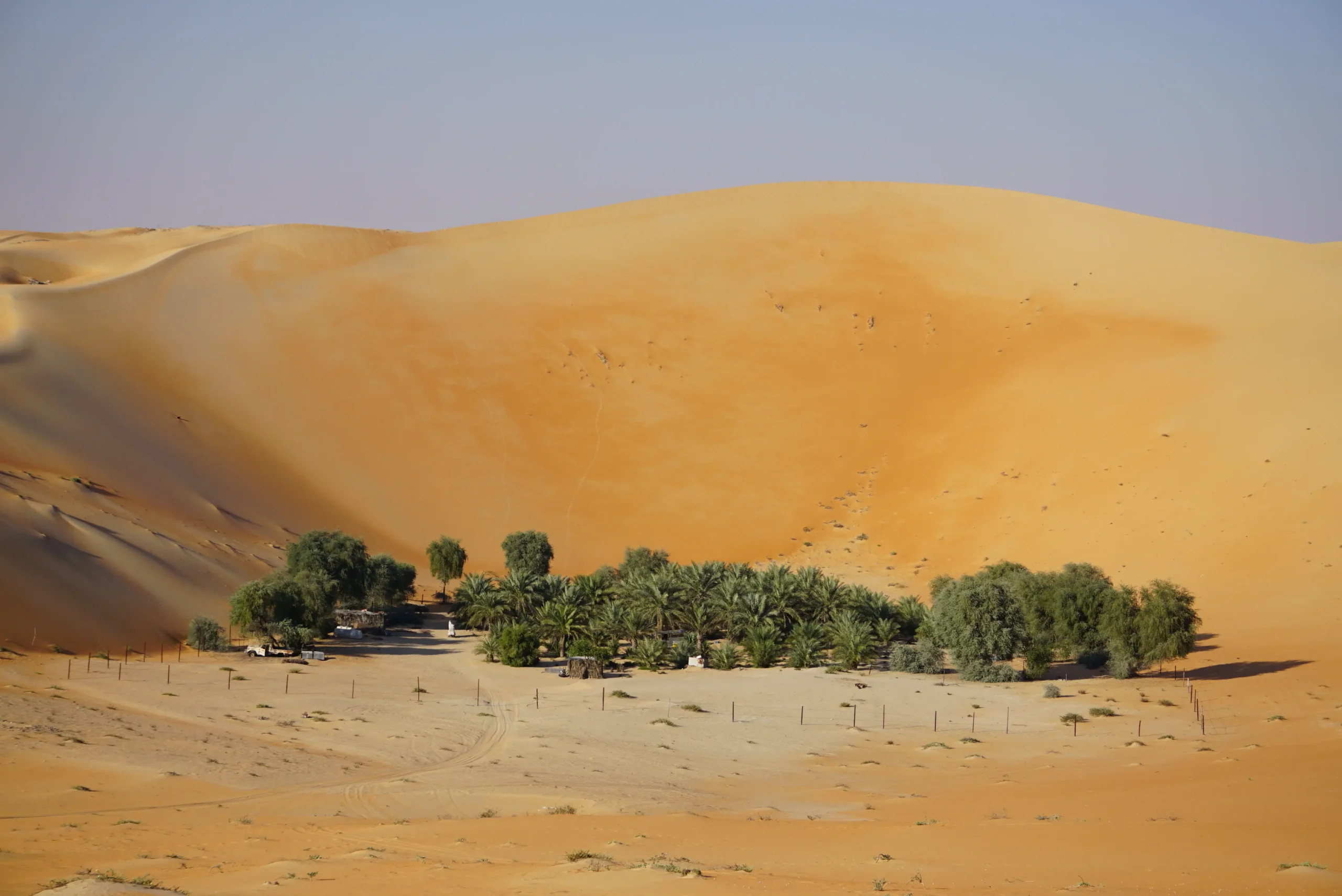 DSC04120 - Rub Alkhali Desert Tourism L.L.C Lush green and natural Oasis located in the midst of Liwa Desert