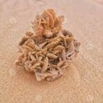 Rose 1 - Rub Alkhali Desert Tourism L.L.C Sand rose in liwa